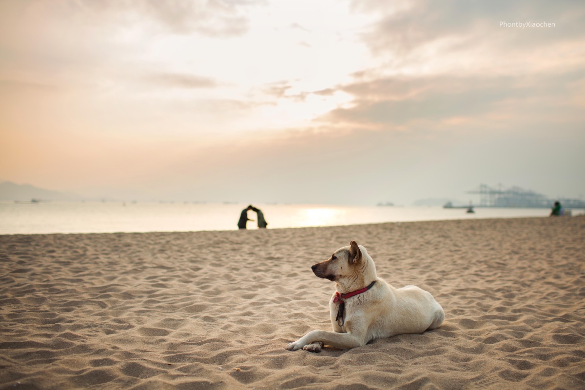 单身狗的忧伤~ - 佳能, 情绪, 厦门, 动物, 小清新