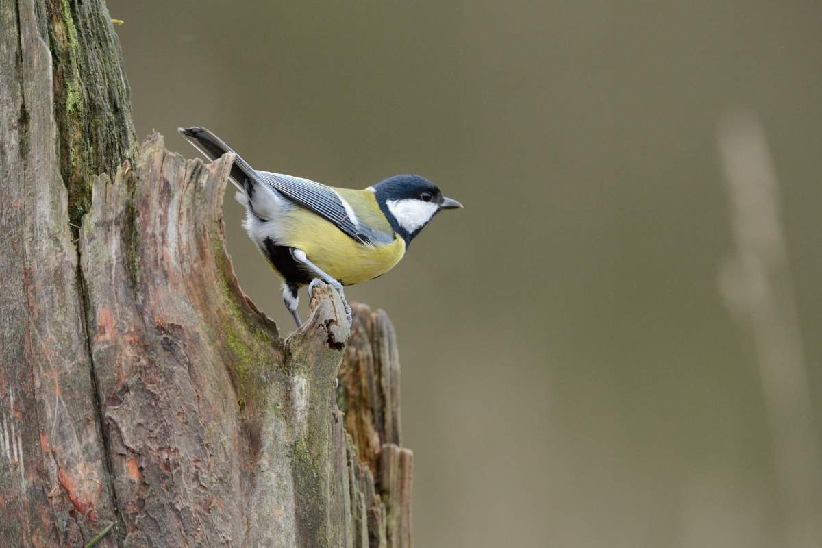 星夜灵山 - 风光, 北京, 佳能, 星空, 银河, 灵山, 2015户外旅行摄影大赛, 【宽广之眼】适马摄影大赛启动 - 蓝色韵律 - 图虫摄影网
