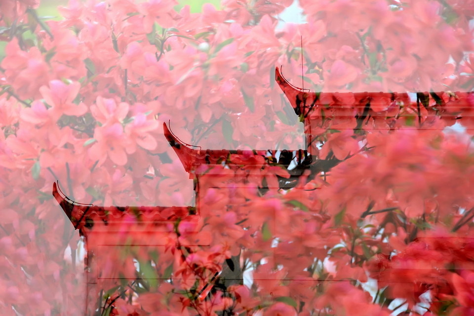 露红凝艳满墙香(多次曝光) - 摄影之友2012年1