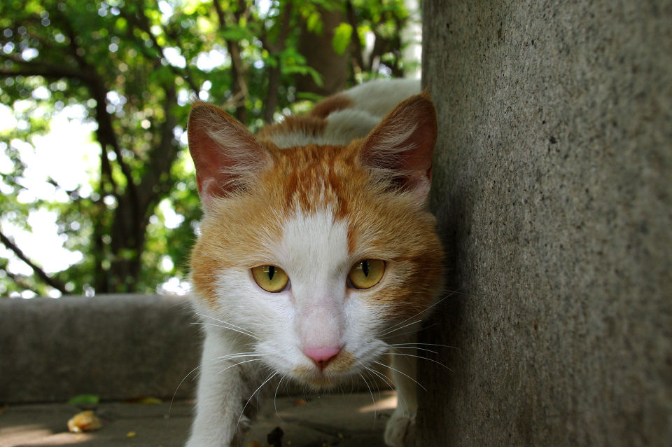 小心翼翼 - 广州, 白云山, k-x, 宾得 - motomotoyyy - 图虫摄影网