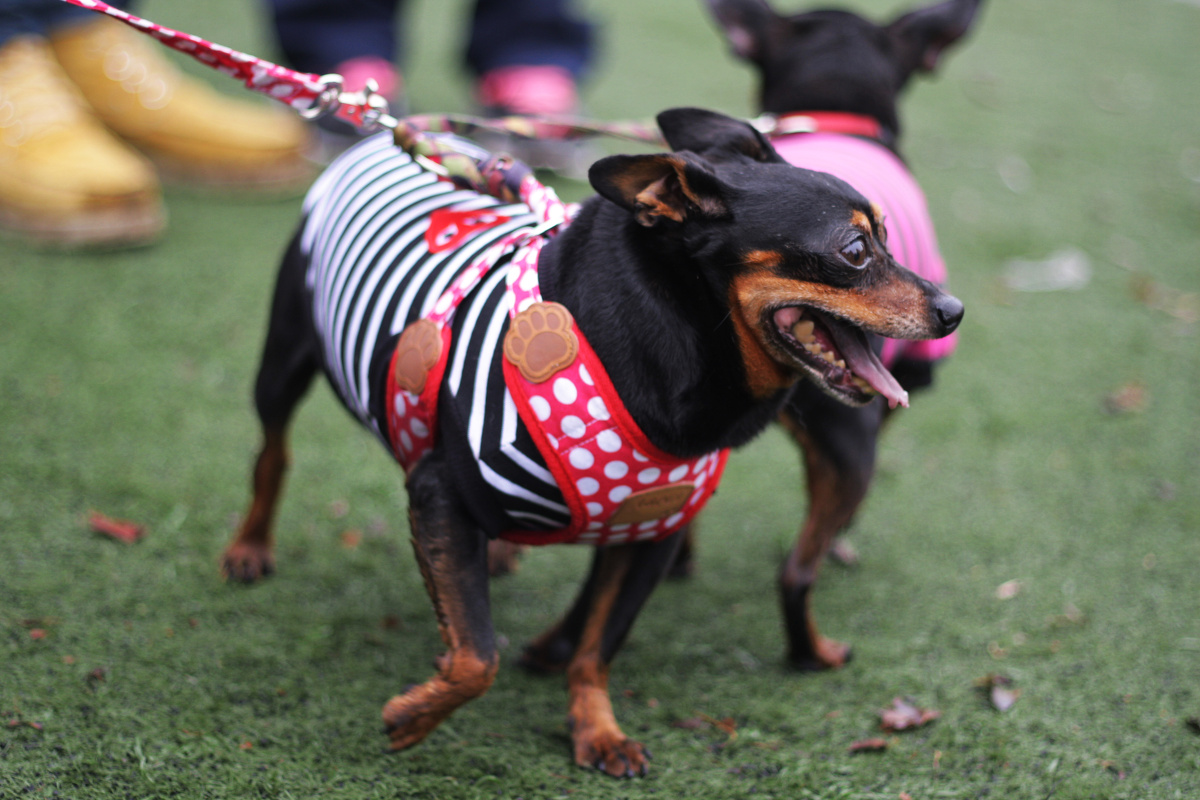2014华农宠物节 - 广州, 狗, 佳能, 50mm - 夏至