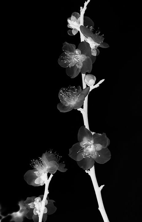 黑美-+梅花+-+小魔语