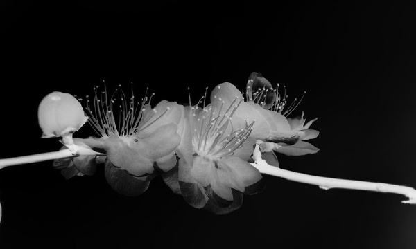 黑美,+梅花,+小魔语