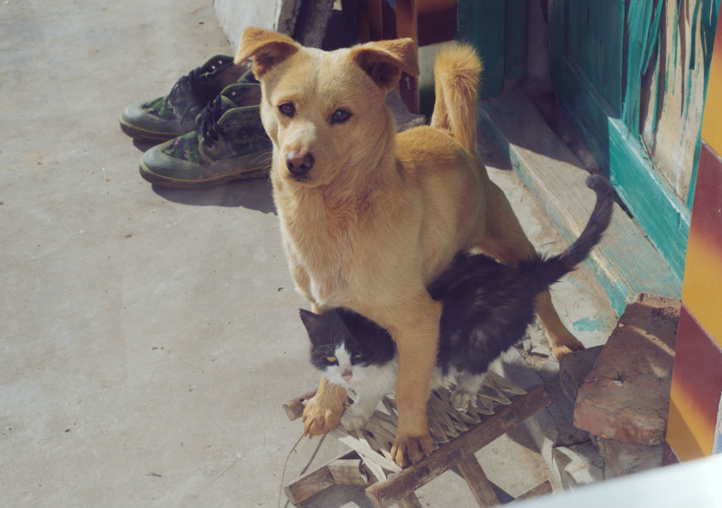 中华田园犬图片大全