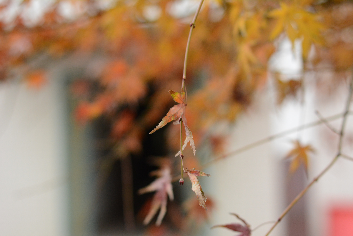 落花无声 - 图虫摄影网