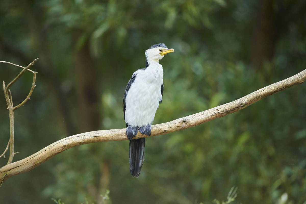 甜甜妹纸的婚礼 西安婚礼跟拍 婚礼纪实 九三