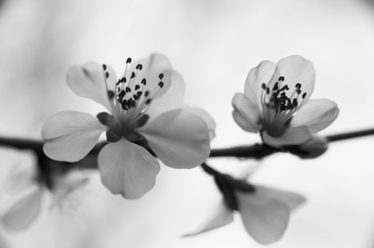 zsxc-2992 - SIREN8C - 图虫摄影网