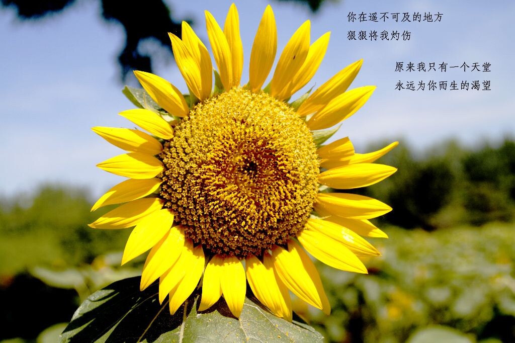 面朝太阳,春暖花开