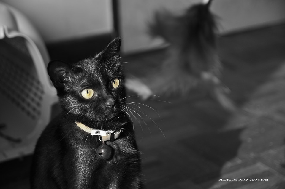 shiny ii - 代表月亮消灭你 - d-e-h - 拍猫党总支