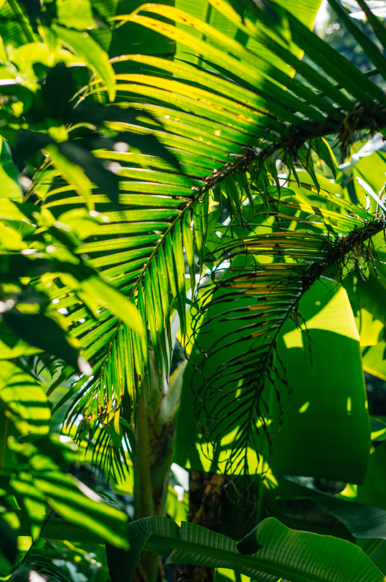 树的小手掌--叶子 - 植物, 小清新, 索尼, 厦门 - 无法注册