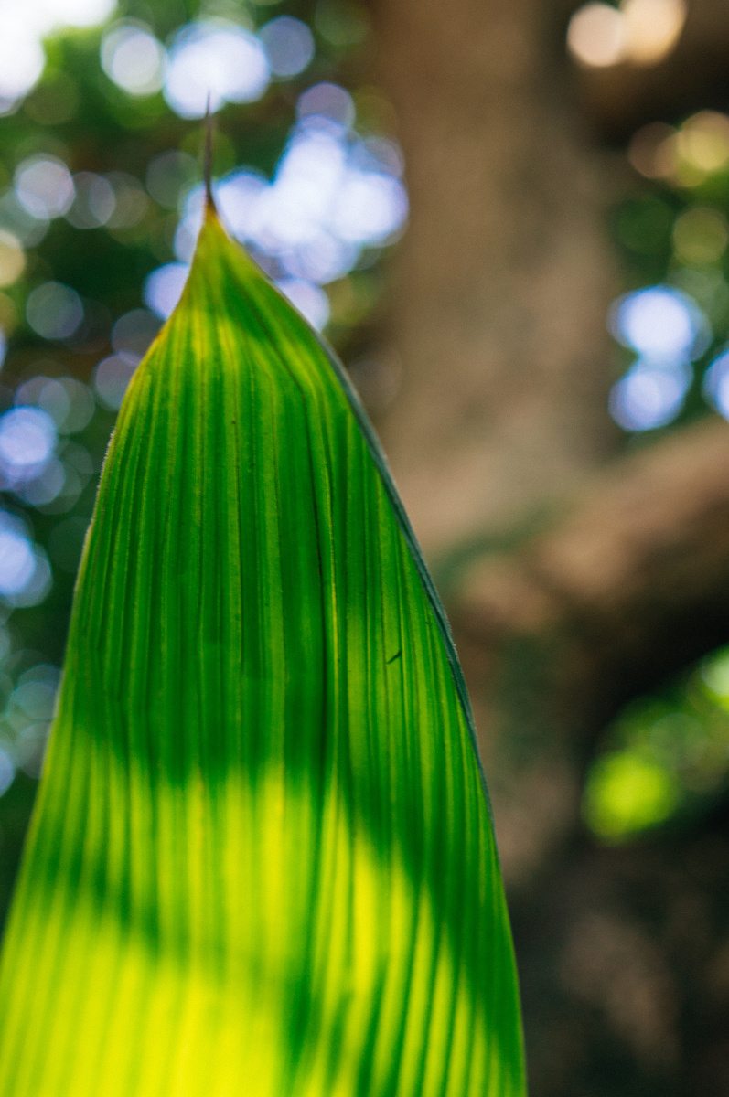 树的小手掌--叶子 - 植物, 小清新, 索尼, 厦门 - 无法注册