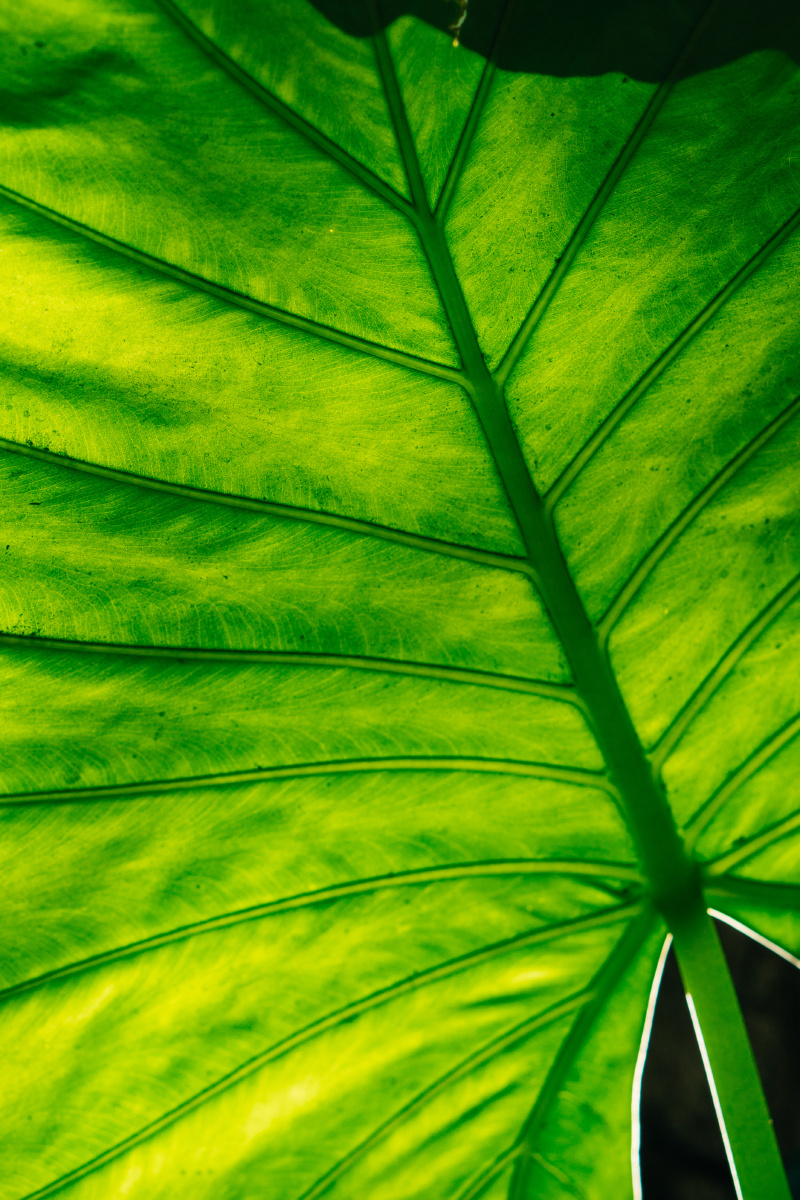 树的小手掌--叶子 - 植物, 小清新, 索尼, 厦门 - 无法注册