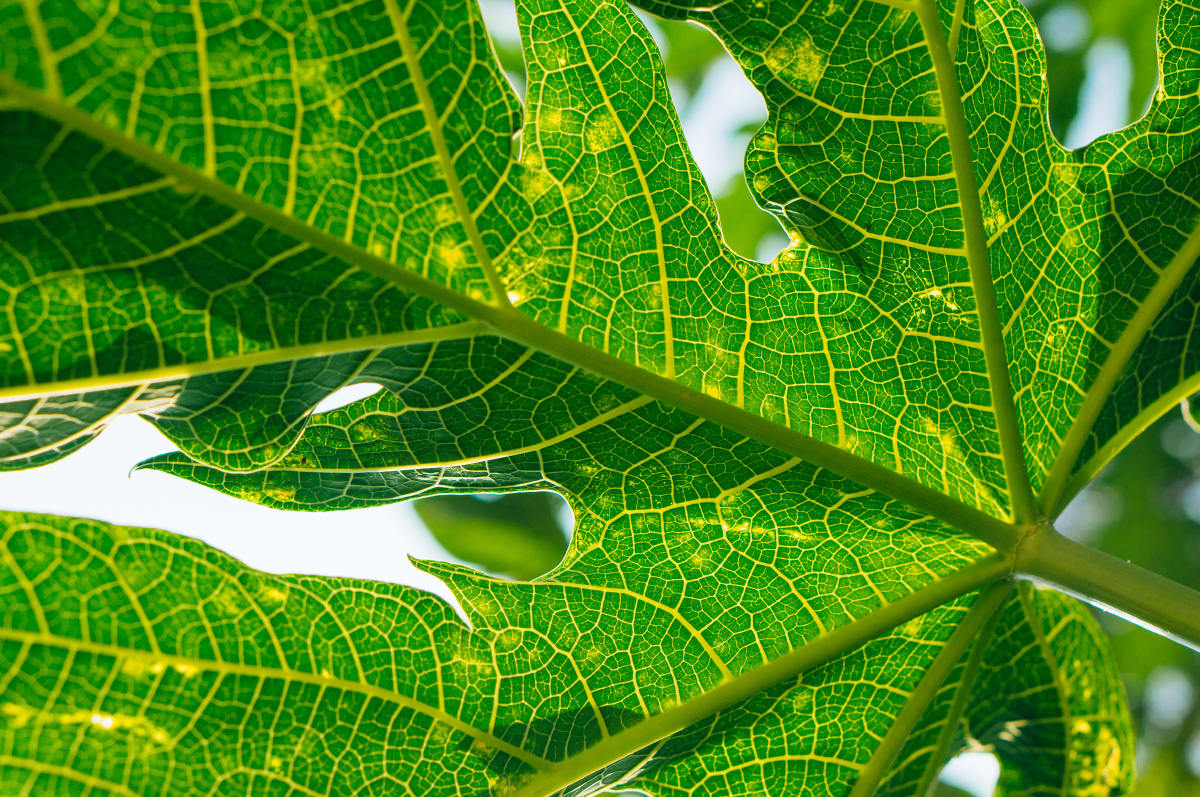 树的小手掌--叶子 - 植物, 小清新, 索尼, 厦门 - 无法注册