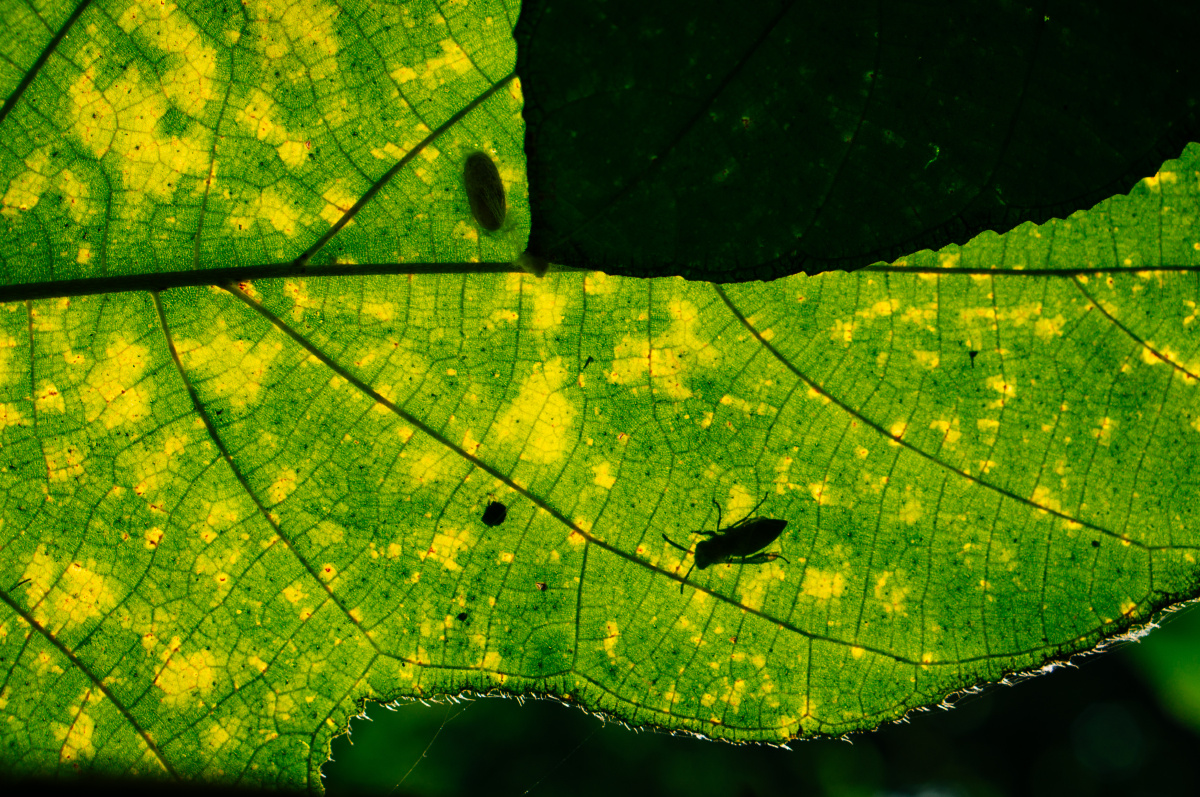 树的小手掌--叶子 - 植物, 小清新, 索尼, 厦门 - 无法注册