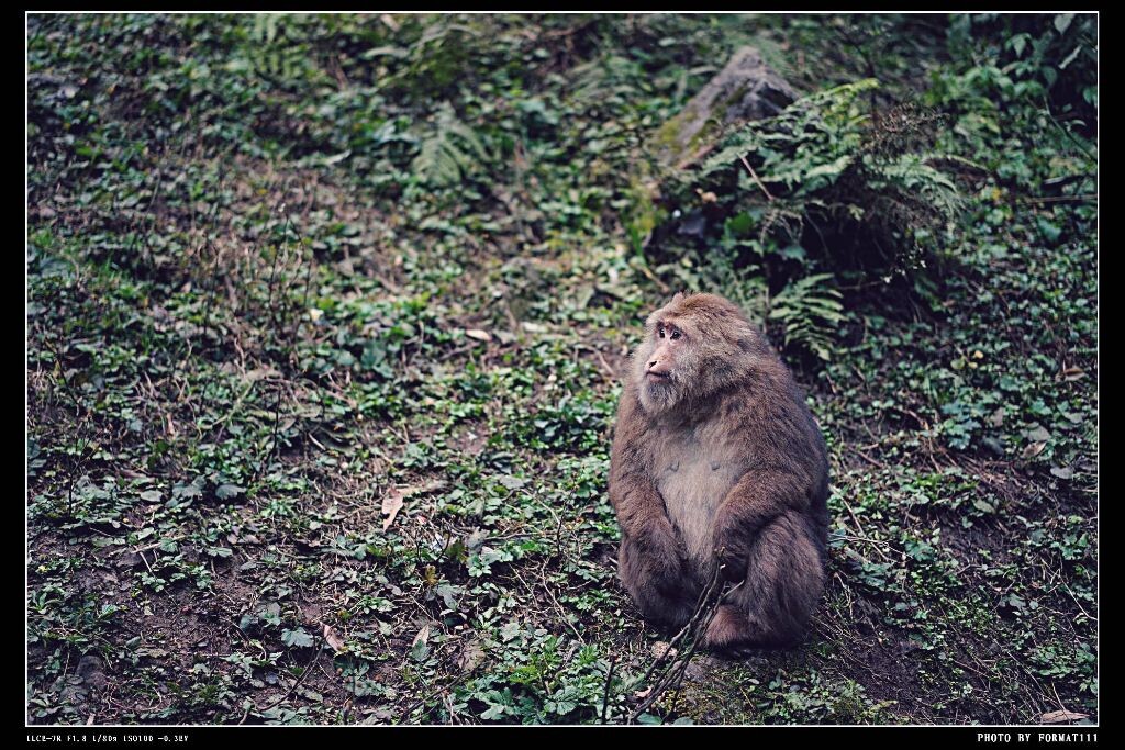 四川峨眉山的猴子 - 旅行, 生活, 抓拍, 蔡司, 成都