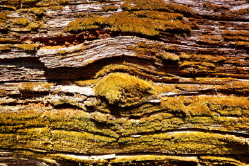 愿作深山木 | 知客分享