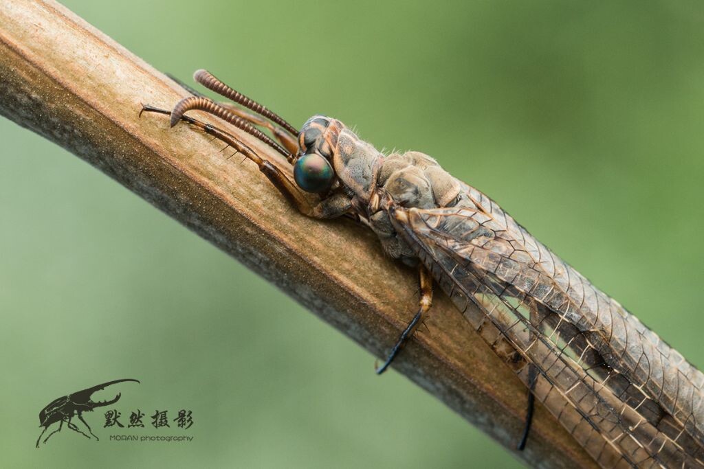 蚁蛉