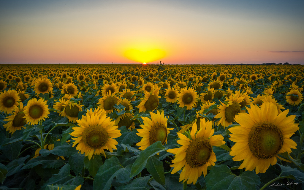 夏天的向日葵 - 美国, 微距, 风光, 广角 - 夏天的