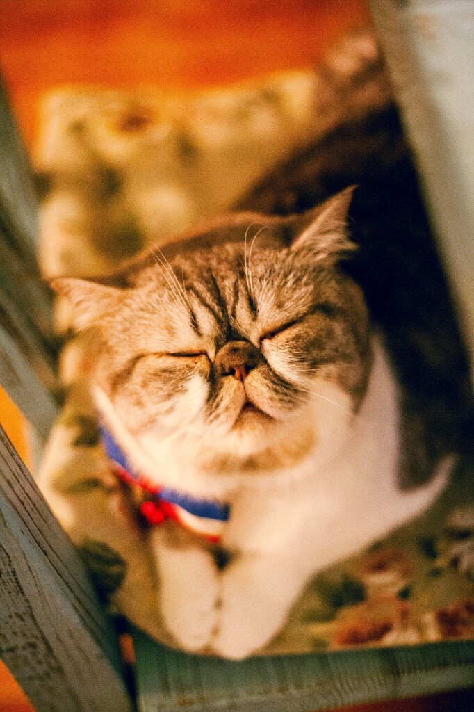 @拿小喵咖啡馆 - 猫猫, 生活 - Andy_photograp