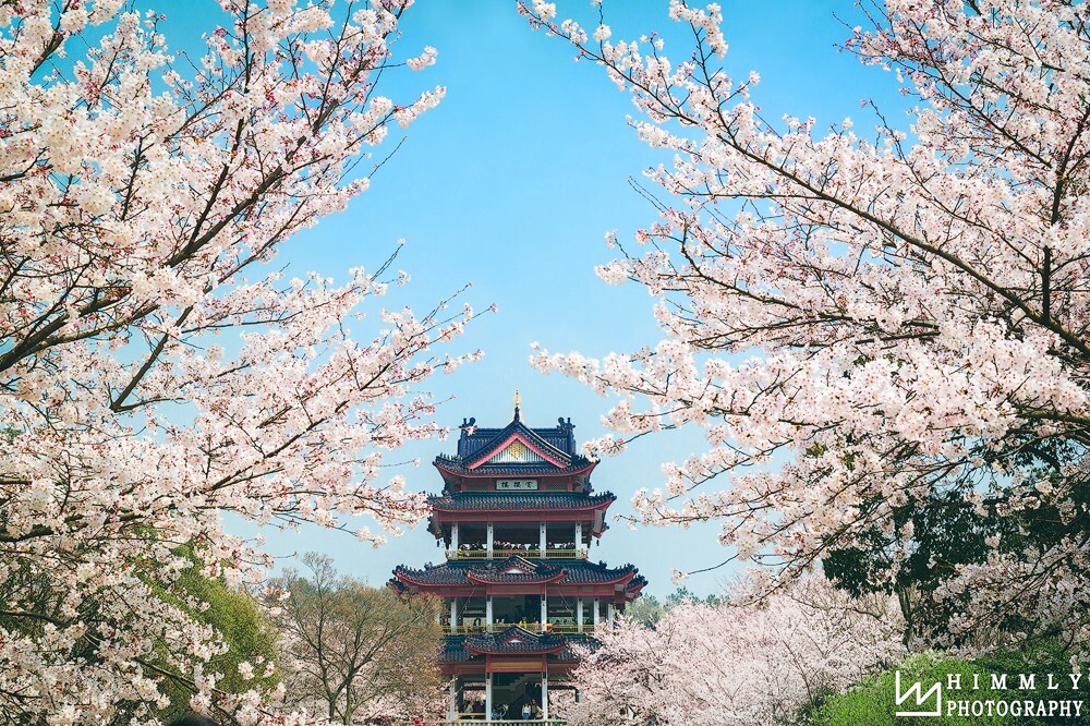 鼋头渚赏樱楼,据说今年无锡的樱花开的比日本都要好