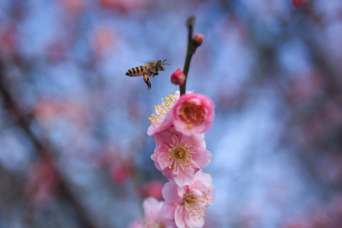 不经一番彻骨寒怎得梅花扑鼻香 - 花卉, 佳能, 植