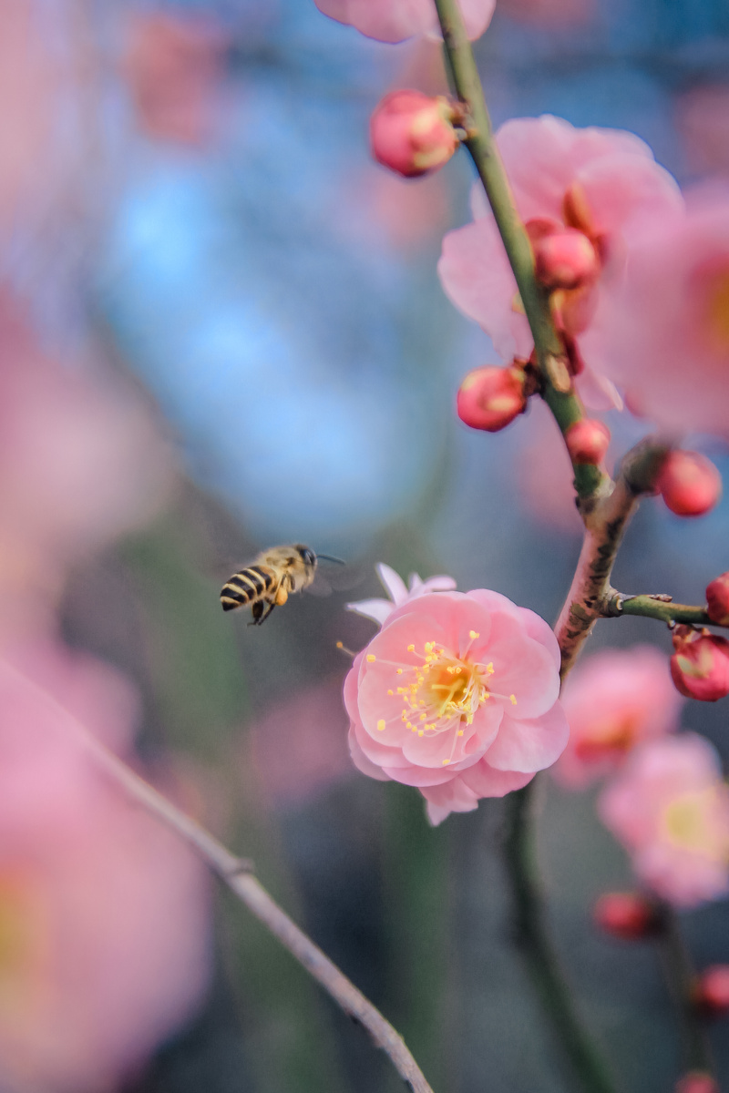 不经一番彻骨寒怎得梅花扑鼻香 - 花卉, 佳能, 植