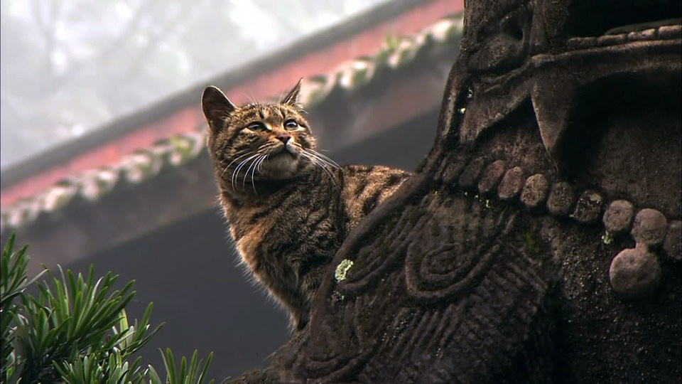 千年老妖 - 毛豆咪咪 - 拍猫党总支部