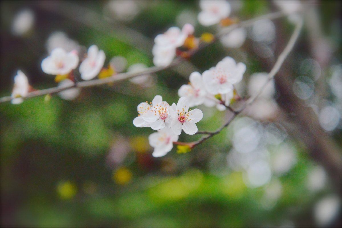 樱花的格调 - 自然, 重庆, 生活, 尼康 - 樱花的格