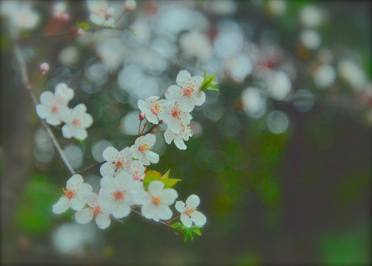 樱花的格调 - 自然, 重庆, 生活, 尼康 - 樱花的格