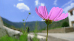 格桑花