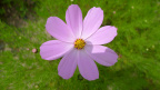 格桑花