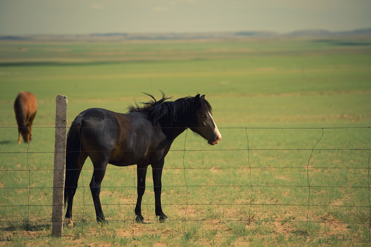 黑骏马 - 旅行, 尼康, 草原 - 矮风