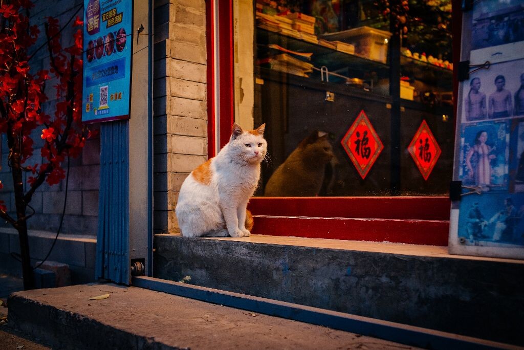 巷子里的一家小店,门口蹲着一只小猫,挺干净挺圆润的,等着老板来开门