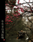 红梅