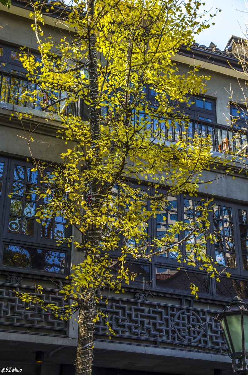 等夏天等秋天,还是没有留住上海的金秋,却送走