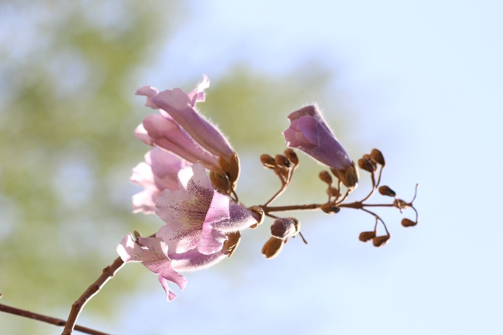 泡桐花