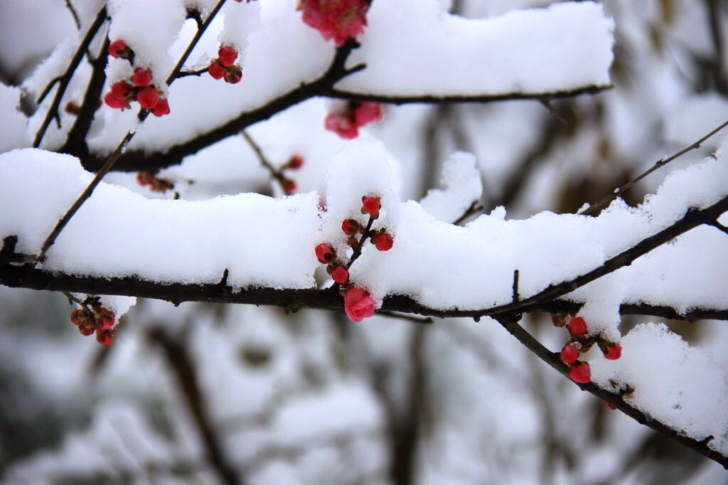 映雪红梅