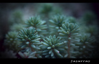 DSC_3768q_1600