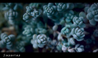 DSC_3769q_1600