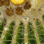 Botany Garden