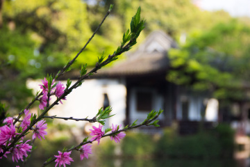 羡龙葵标为花卉的图博 - 羡龙葵 - 图虫摄影网