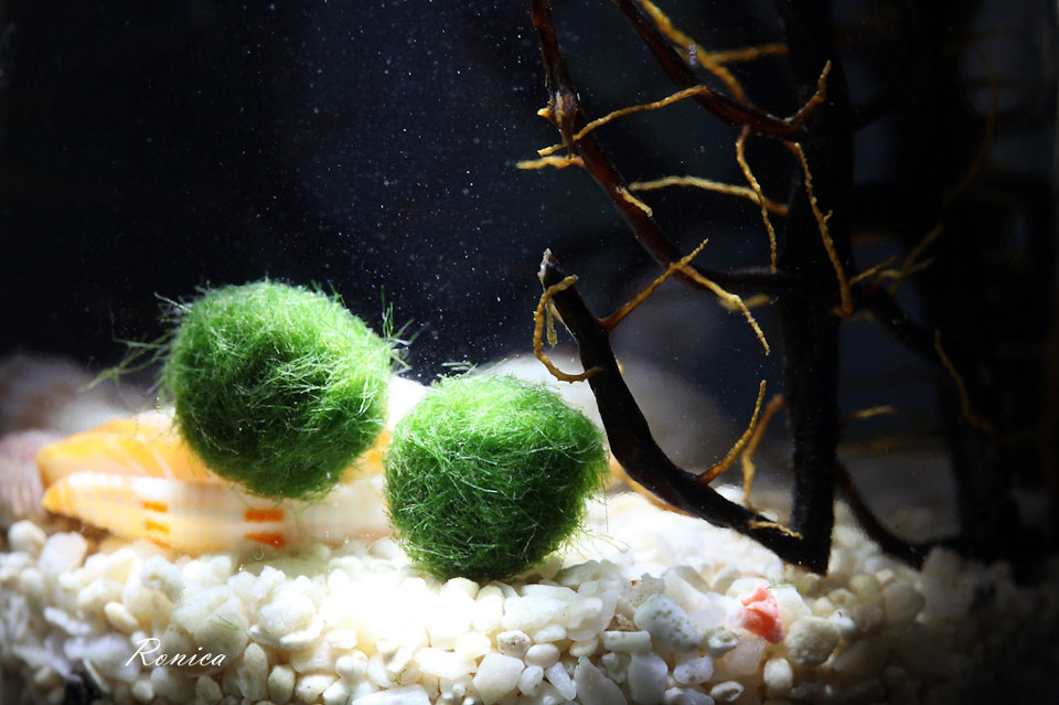 Marimo - 静物 - ronica