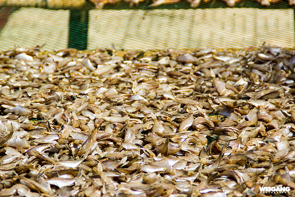 温岭.石塘 迎接世纪第一缕曙光的海边小渔村 -