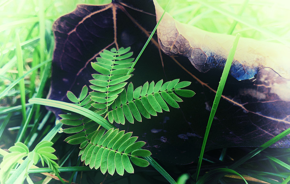 小小草和枯树叶 - 手机已经这样了 相机怎么办