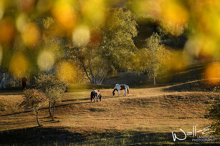 秋天的风吹过原野,无尽的星空多灿烂 - 尼康, 风