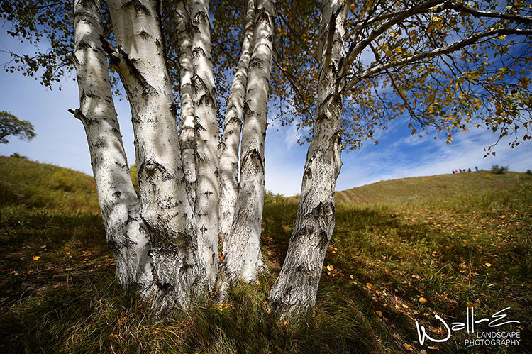 秋天的风吹过原野,无尽的星空多灿烂 - 尼康, 风