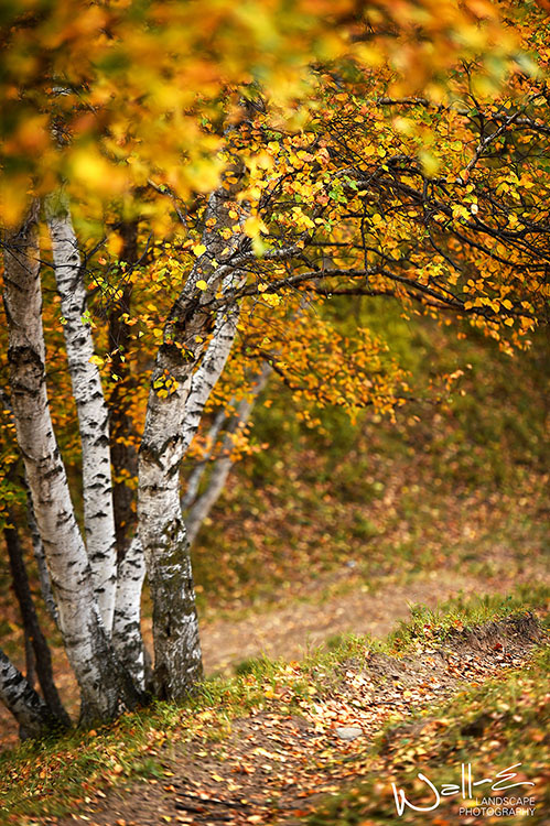秋天的风吹过原野,无尽的星空多灿烂 - 尼康, 风