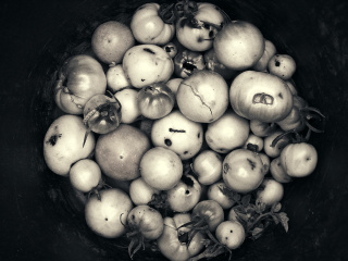 Tomatoes