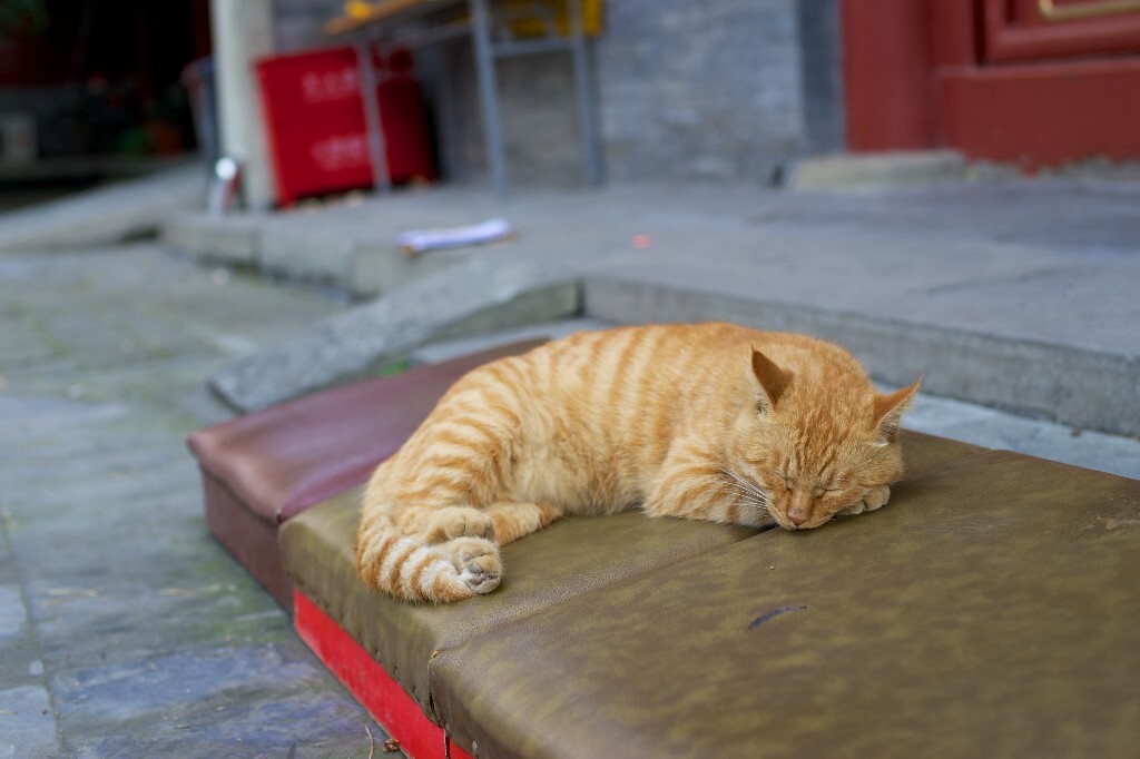 法源寺的猫 - 动物, 北京, 小品, 索尼 - 瘦小超儿 - 图虫摄影网