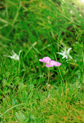 一颗花。。。一堆草